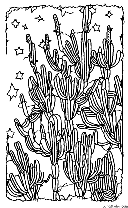 Navidad / Navidad en el desierto: El cactus de Navidad florece en el desierto